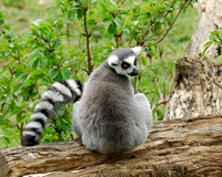 Ring-tailed Lemur (5)