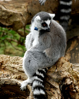 Ring-tailed Lemur (4)
