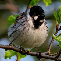 Reed Bunting male - crop