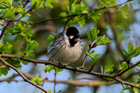 Reed Bunting male
