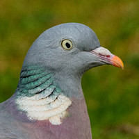 Wood Pigeon - 1600 pixel crop