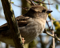House Sparrow female - crop