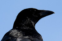 Crow - crop