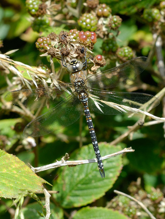 Migrant Hawker Dragonfly (male)