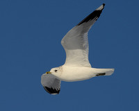 Common Gull in flight