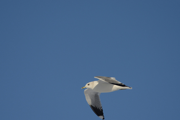 Common Gull in flight