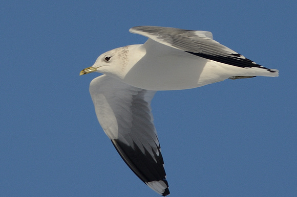 Common Gull in flight