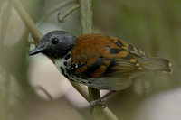 Spotted Antbird (male)