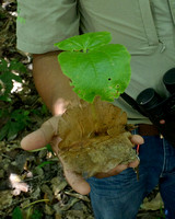 Alexis holding Seed pod