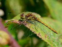 Common Darter Dragonfly (female)