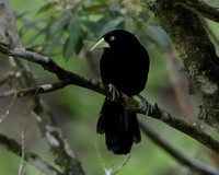 Yellow-billed Cacique