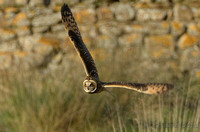 Short-eared Owl on Holy Island