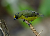 Thick-billed Euphonia (male)