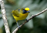 Thick-billed Euphonia (male)