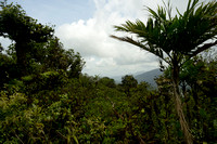 Forest canopy near top of Cerro Gaital
