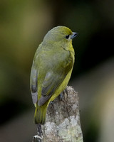 Thick-billed Euphonia (female) ?