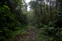 Forest path at Altos del Maria