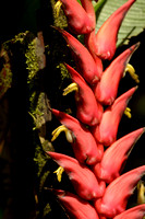 Flower spike of a Heliconia