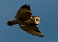 Short-eared Owl in flight