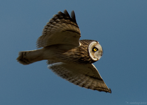 Short-eared Owl in flight