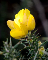 Gorse Flower (close-up)
