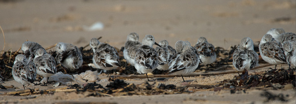 Sanderling