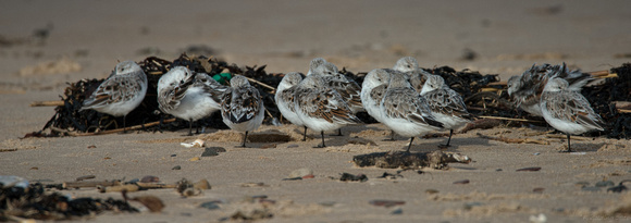 Sanderling