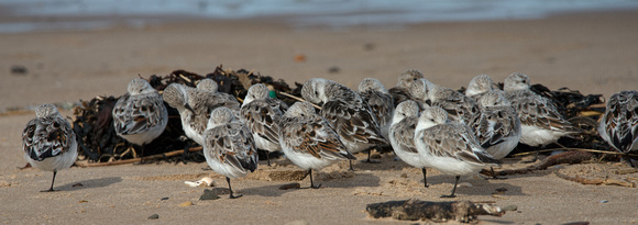 Sanderling