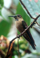 Fawn-breasted Brilliant Hummingbird (Eastern Slope form)