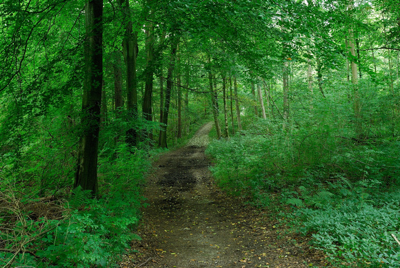 Path through Witherslack Woods
