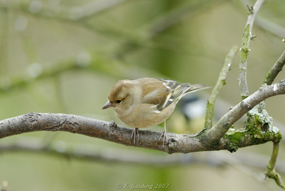 Chaffinch (female) @ISO1250 - Full photo