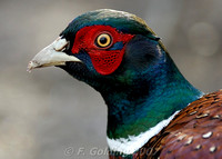 Pheasant close-up