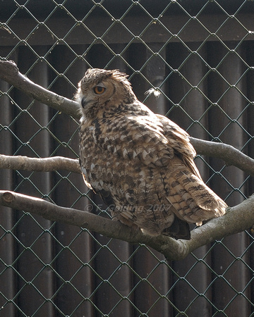 Aharonis Eagle Owl