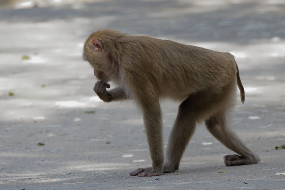 Northern Pig-tailed Macaque (juvenile)