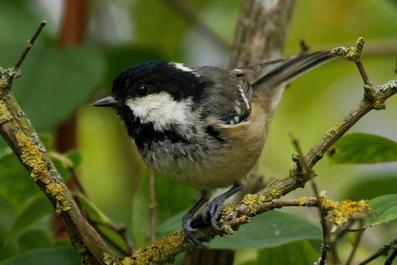 Coal Tit