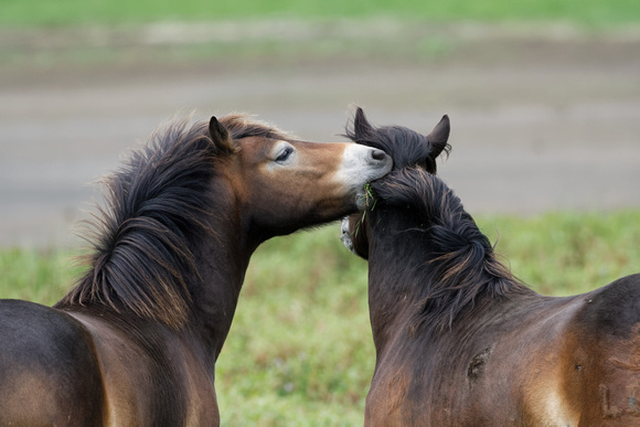 Horses