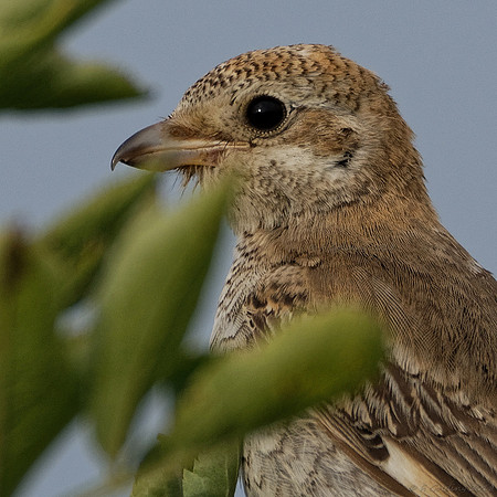 Woodchat Shrike (juvenile) - crop