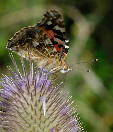 Painted Lady Butterfly
