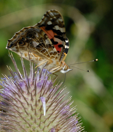 Painted Lady Butterfly