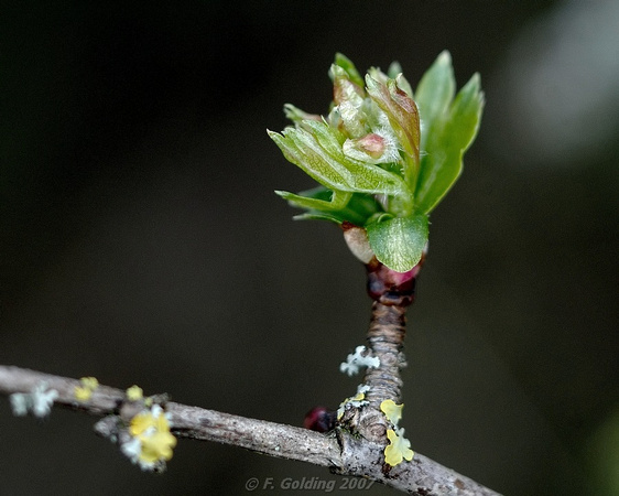 Hawthorn bud bursting (close-up_