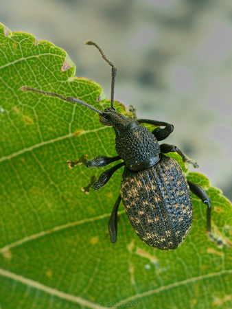 Weevil