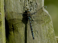 Southern Hawker Dragonfly (male)
