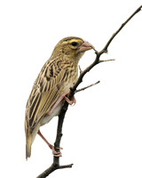 Southern Red Bishop (female)