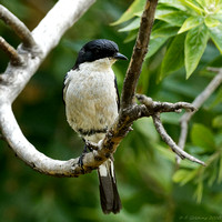 Fiscal Flycatcher (male)