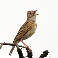 Rufous-naped Lark