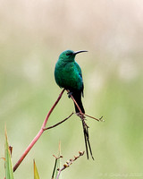 Malachite Sunbird (adult male)