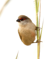 Common Waxbill