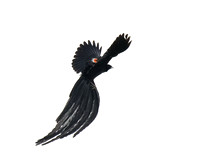 Long-tailed Widowbird