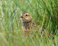 Red-winged Francolin