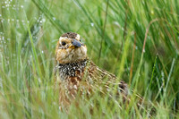 Red-winged Francolin